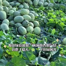 哈蜜瓜