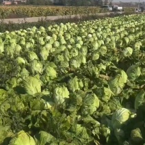 大白菜10-15斤有一个挂车33吨！