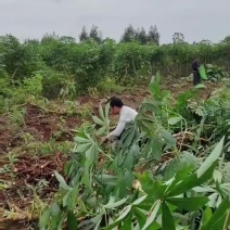 华南9号黄肉木薯