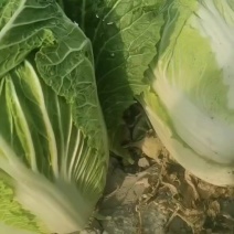 白菜
