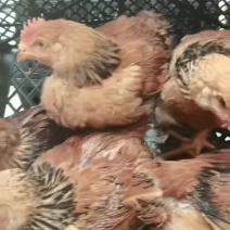 脱温k9系列大众肉鸡