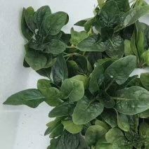 小棵波菜大量上市了。欢迎新老客户前来购买。保证质量。