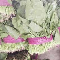 精品大叶菠菜