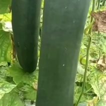 精品黑皮吊冬瓜