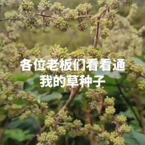 大通草种子