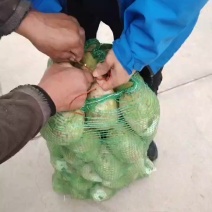 芥菜圪塔20天内每天大量供应
