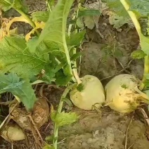芥菜疙瘩大量上市中有需要老板联系我
