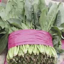 精品菠菜，赶紧来采购了