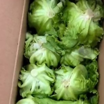 精品球生菜