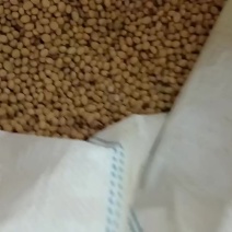 苏北黄豆巨丰黄豆