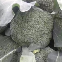 精品小米粒西兰花
