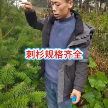 刺杉规格齐全