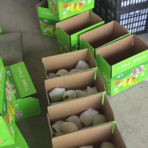 新梨七号正在打包装车