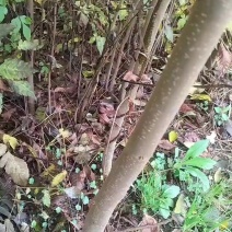 精品栾树苗