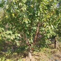 苗圃大量出售15公分宫粉梅