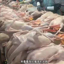 黄河大鹅厂家直销量大从优