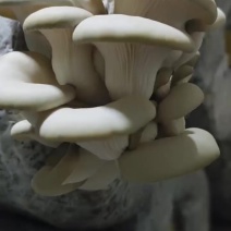 常年出售平菇菌种
