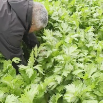 西芹