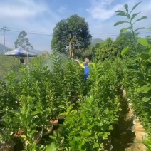 度尾文旦柚大杯苗