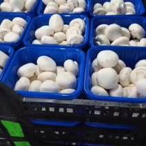 双胞菇