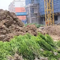 北海道黄杨，隔离带，篱笆苗，色块苗，灌木球球