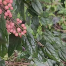 金果榄种子