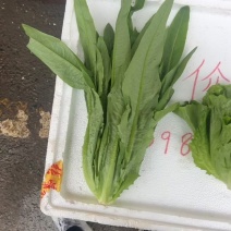 油麦菜大量走（毛重称）2个冰瓶8斤
