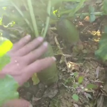 水果青萝卜产地直发量大从优