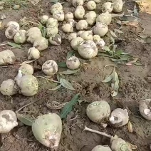 芥菜疙瘩大量上市中有需要老板联系我