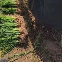 洋葱苗