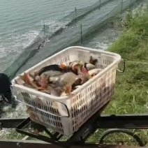 合阳黄河大鲤鱼