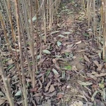 黑枣苗君迁子苗软枣苗无核黑枣苗
