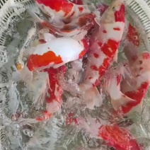 锦鲤，金鱼