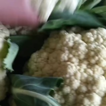 徐州沛县菜花大量上市需要的联系***********