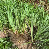 雅安野生石菖蒲苗按斤称
