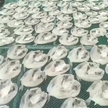 天然龟鱼干，产地直发