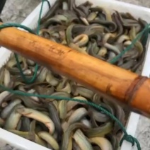 台湾泥鳅