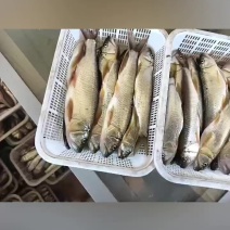 大嘴马口桃花杂