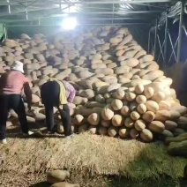 云南山地种植南瓜老蜜本南瓜正在上市。蜜本1号口感自然甜。