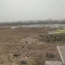 东北萝卜干自然风干晾晒基地