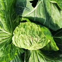 甘蓝菜