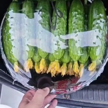 旱黄瓜