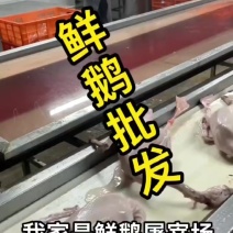 黄河大鹅厂家直销量大从优