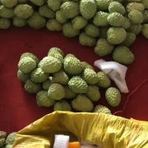 大量释迦出量价格非常的合适