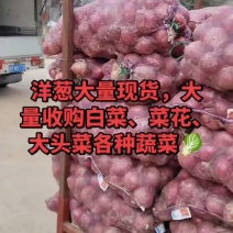 洋葱