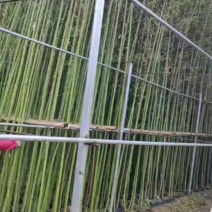 3公分刚竹全冠杯苗