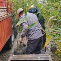 袋苗2米高