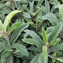 枇杷苗支持视频看货需要联系0.8起到两公分