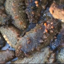 威海本地秋天第一波海参，新鲜海参，免费加工