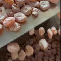 李饼